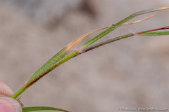 Danthonia unispicata