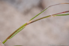 Danthonia unispicata