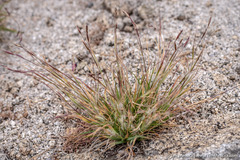 Danthonia unispicata