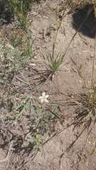 Collomia grandiflora
