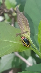 Kuschelina tenuilineata