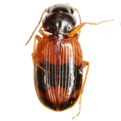 Badister maculatus