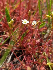 Drosera intermedia