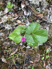 Rubus arcticus
