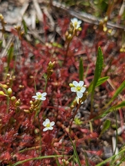 Drosera intermedia