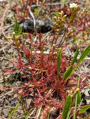 Drosera intermedia