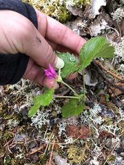 Rubus arcticus