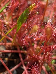 Drosera intermedia