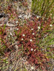 Drosera intermedia
