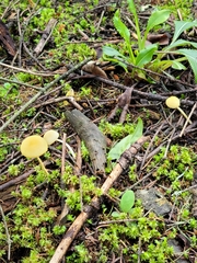Fungi