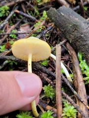 Fungi