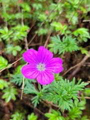 Geranium