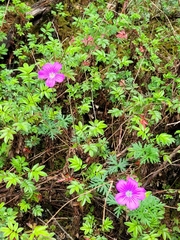 Geranium