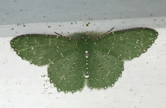 Eucyclodes lithocrossa