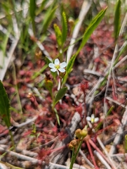 Drosera intermedia