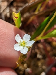 Drosera intermedia