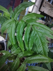 Tectaria phaeocaulis