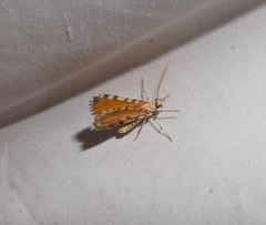 Stamnodes tessellata