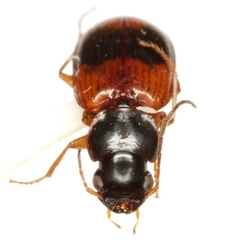 Badister maculatus