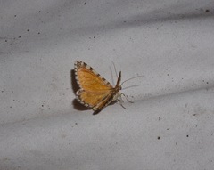 Stamnodes tessellata