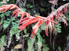 Pitcairnia pteropoda