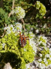 Rhynocoris punctiventris
