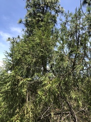 Juniperus monticola