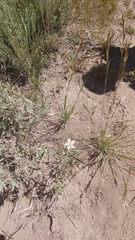 Collomia grandiflora