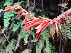 Pitcairnia pteropoda