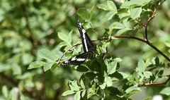 Limenitis weidemeyerii nevadae