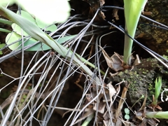 Pitcairnia pteropoda