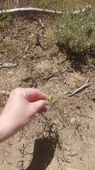 Collomia grandiflora