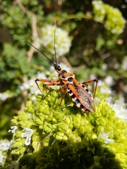 Rhynocoris punctiventris