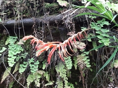 Pitcairnia pteropoda