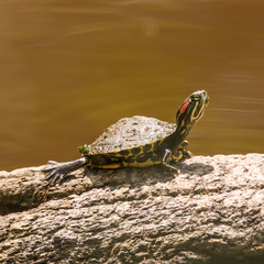 Trachemys scripta elegans