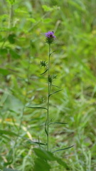 Liatris hirsuta