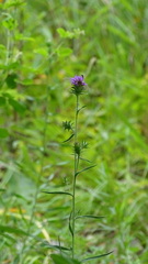 Liatris hirsuta