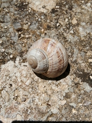 Helix schlaeflii