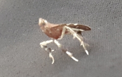 Galasa nigrinodis