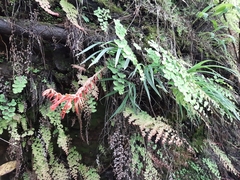 Pitcairnia pteropoda