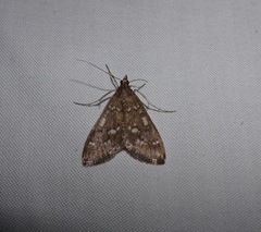 Mecyna