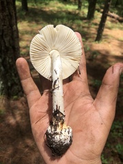 Amanita xylinivolva