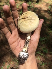 Amanita xylinivolva