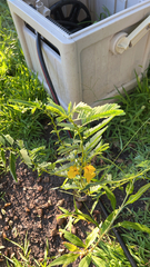 Chamaecrista fasciculata