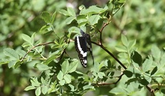 Limenitis weidemeyerii nevadae