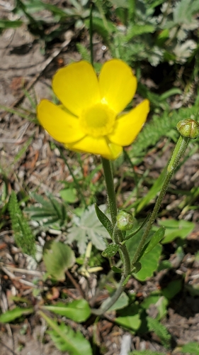 Image of Ranunculus cardiophyllus by no rights reserved