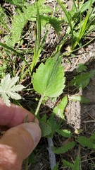 Ranunculus cardiophyllus