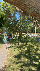 Juniperus bermudiana