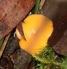 Phaeohelotium baileyanum