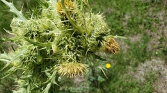 Cirsium parryi